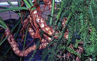 Philodendron bipinnatifidum stems after four years of growth, Cité des Sciences et de l&#039;Industrie, Paris