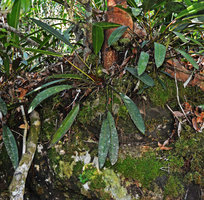 Philodendron callosum, population detail, Presidente Figueiredo, Manaos, Amazonas, Brazil