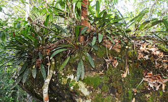 Philodendron callosum, population on a rock boulder, Presidente Figueiredo, Manaos, Amazonas, Brazil