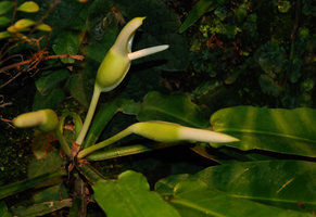 Philodendron carinatum inflorescences
