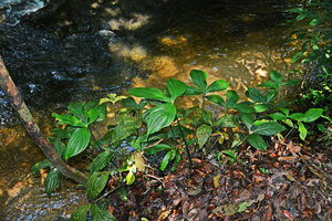 Philodendron melloi on a forest stream bank, Presidente Figueiredo, Manaos, Amazonas, Brazil