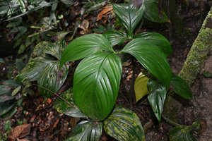 Philodendron melloi, Presidente Figueiredo, Manaos, Amazonas, Brazil