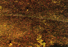 Philodendron duckei, pink golden iridescence of juvenile leaf, the iridescent pink and green elements being seemingly situated in the upper epidermis, CNRS Nouragues field station, French Guyana