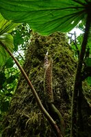 Philodendron fibrosum, dense soft emergences covering the cataphyll, El Pahuma Orchid reserve, Pichincha, Ecuador