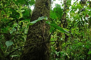 Philodendron fibrosum, leaves, El Pahuma Orchid reserve, Pichincha, Ecuador