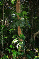 Philodendron fragantissimum climbing along a tree trunk, Manaos, Amazonas, Brazil