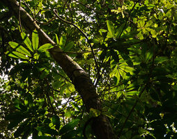 Philodendron goeldii, epiphytic in lower canopy, Manaos, Brazil