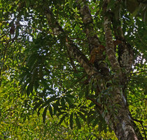 Philodendron goeldii, epiphytic in tree fork, Manaos, Brazil