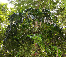 Philodendron goeldii, epiphytic, observed from the ground, Manaos, Brazil