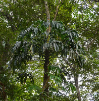 Philodendron goeldii, epiphytic with clasping roots, Manaos, Brazil