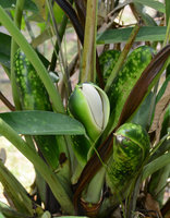 Philodendron goeldii, spotted clustered inflorescences, Manaos, Brazil