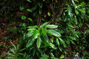 Philodendron inaequilaterum, Mountain Pine Ridge Forest Reserve, Belize