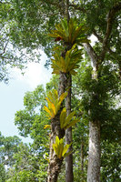 Philodendron insigne, successive epiphytic rosettes along a tree trunk, Manaos, Amazonas, Brazil