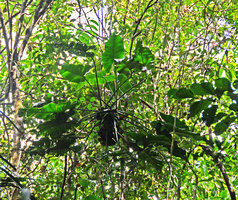 Philodendron megalophyllum at the top of a ant garden, Presidente Figueiredo, Manaos, Amazonas, Brazil