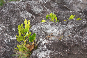 Philodendron quinquenervium, leaf blades vertically displayed thus reducing inhibitory impact of full sunlight, Cano Cristales, Serrania Macarena, Meta, Colombia