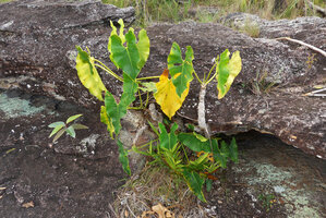 Philodendron quinquenervium, the stem base installed under the shelter of the sandstone slab border, Cano Cristales, Serrania Macarena, Meta, Colombia