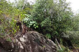Philodendron sagittifolium on rock outcrop close to a waterfall, Mountain Pine Ridge Forest Reserve, Belize