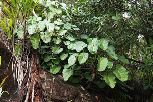 Philodendron sagittifolium on rock outcrop near a waterfall, Mountain Pine Ridge Forest Reserve, Belize