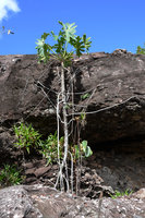 Philodendron saxicola and Begonia grisea in their rocky habitat in full sun, Chapada Diamantina, Brazil