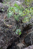 Philodendron saxicola and Begonia grisea on a rocky outcrop in full sun, Chapada Diamantina, Brazil