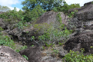 Philodendron saxicola, Anthurium affine and Begonia grisea in their rocky outcrops habitat in full sun, Chapada Diamantina, Brazil