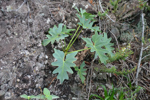 Philodendron saxicola, its glaucous refringent leaves reduce the impact of sunlight, Chapada Diamantina, Brazill
