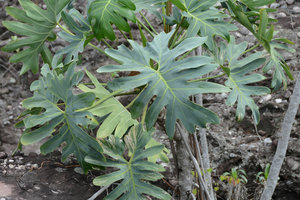 Philodendron saxicola, the glaucous refringent leaves reduce the impact of sunlight in its fully exposed rocky habitat, Chapada Diamantina, Brésil