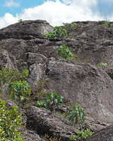 Philodendron saxicola population on a rocky outcrop, Chapada Diamantina, Brésil