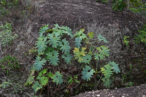 Philodendron saxicola population on a rocky outcrop in full sun, Chapada Diamantina, Brésil