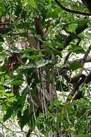 Philodendron solimoesense, epiphytic in igapo forest, Anavilhanas, Rio Negro, Amazonas, Brésil