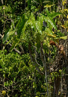 Philodendron solimoesense in igapo forest, Manaos, Amazonas, Brazil