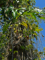 Philodendron solimoesense in open igapo forest, Manaos, Amazonas, Brazil