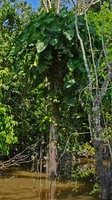 Philodendron solimoesense with adventitious roots reaching the water of the igapo forest, Manaos, Amazonas, Brazil