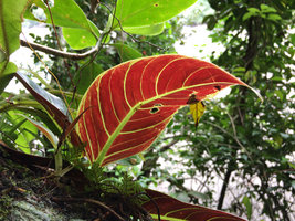 Philodendron subhastatum, bright red anthocyanic undersurface of a young leaf, Terco, Nuqui, Choco, Colombia