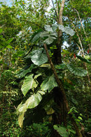 Philodendron sp., climbing along a tree trunk, Osa, Costa Rica