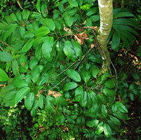 Philodendron sp. Sect. Pteromischum exhibiting leaf blade shade avoidance through petiole torsion, Osa, Costa Rica
