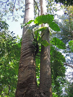 Philodendron sp.fixed to a trunk by its horizontal anchoring roots, cultivated, Railay, Thailand