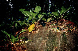 Philodendron wittianum on a seeping boulder, Nouragues, CNRS field station, French Guyana