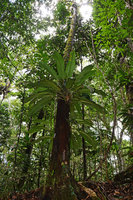 Philodendron wittianum, Presidente Figueiredo, Manaos, Amazonas, Brazil