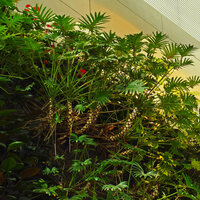 Philodendron xanadu, perfect nature design of the leaf scars along the stems after five years of growth, Hotel Icon, Hong Kong
