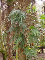 Phlebodium aureum, somewhat glaucous fronds form, epiphytic on Sabal palmetto stipe, Myakka River State Park, Florida