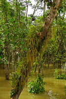 Phlegmariurus carinatus, hanging epiphytie in inundated forest, Karawari, Sepik, Papua New Guinea
