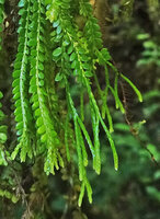 Phlegmariurus dichaeoides, leaves and strobili, Ram Tzul Natural Reserve, Baja Verapaz, Guatemala