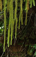 Phlegmariurus longus, transition between vegetative part of hanging stems and long unbranched apical strobili, Noro, New Georgia, Solomon Islands