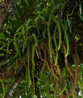 Phlegmariurus longus, vegetative stems, Noro, New Georgia, Solomon Islands