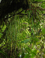 Phlegmariurus nummulariifolius as a hanging epiphyte, Imbu Rano, Kolombangara, Solomon Islands