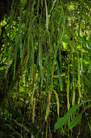 Phlegmariurus nummulariifolius , hanging stems with distichous ovate appressed leaves, Imbu Rano, Kolombangara, Solomon Islands