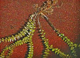 Phlegmariurus phlegmaria exhibiting establishment growth through successive more vigorous basal adventitious stems, Cameron Highlands, Malaysia