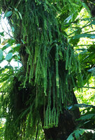 Phlegmariurus phlegmaria, fertile hanging stems, Vangunu, Solomon Islands