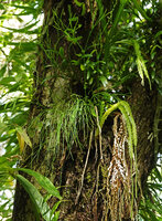 Phlegmariurus phlegmarioides and Psilotum nudum as epiphytes in coastal forest, Vangunu, Solomon Islands
